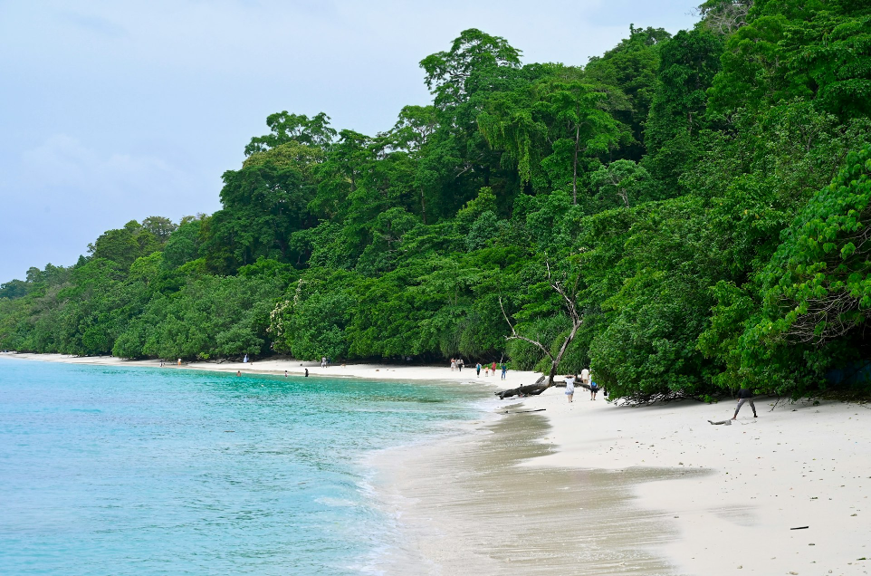 A white sandy beach surrounded by green trees