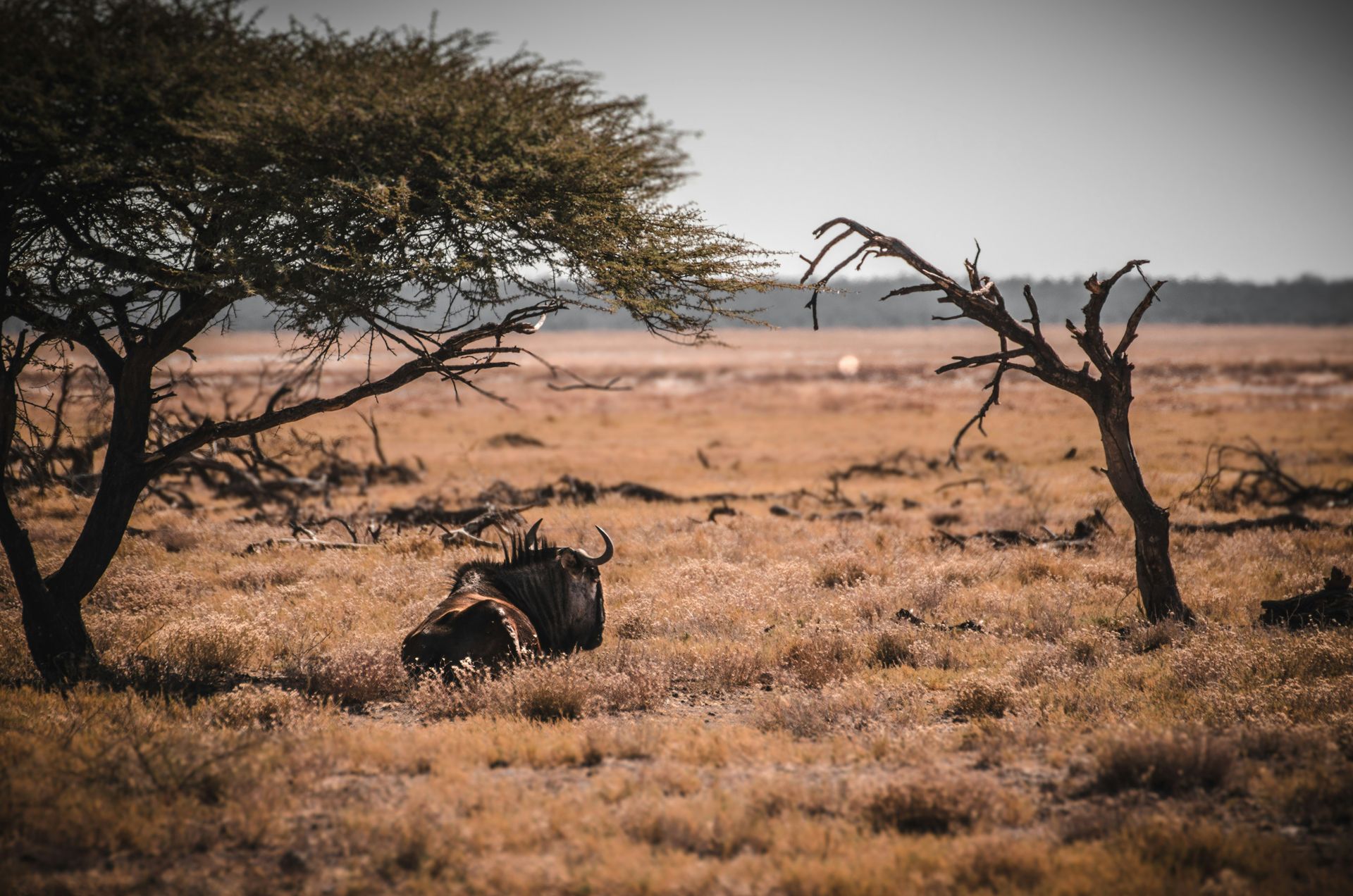 Gnou dans la savane Namibienne