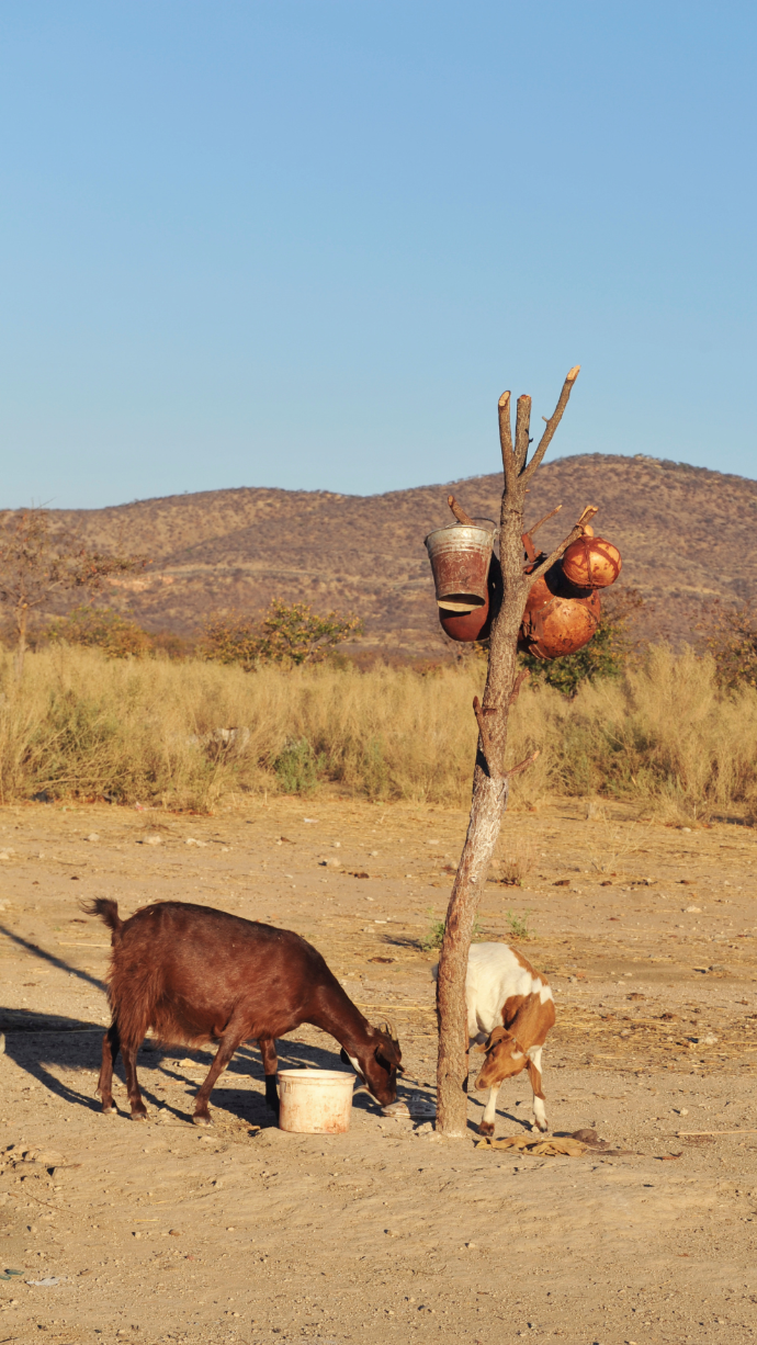 Bétail_Himbas_chèvre_Namibie